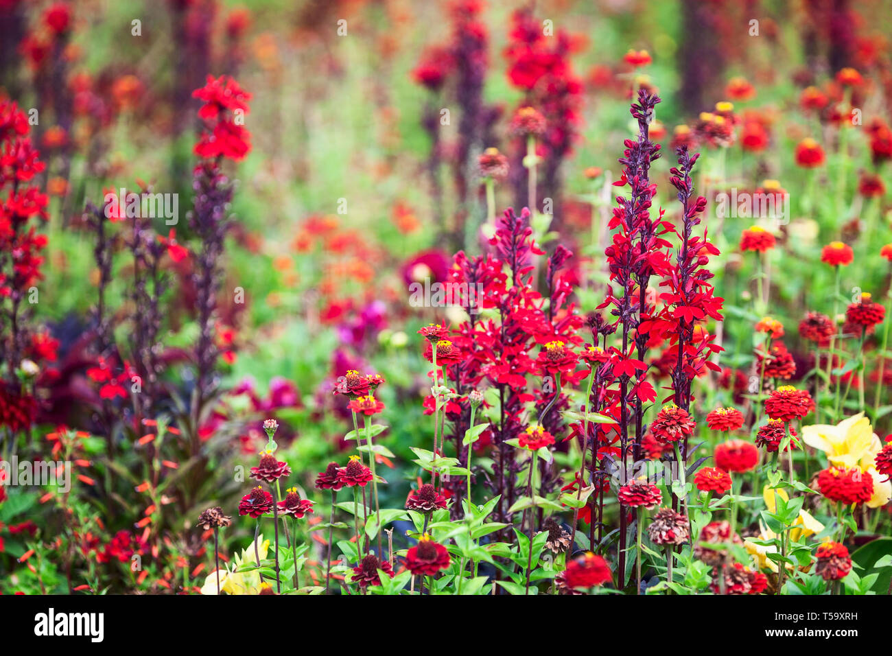 Fleur rouge jardin contexte en été. Parterre avec lobelia, zinnia et l'herbe. Jardinage et paysage magnifique, selective focus Banque D'Images