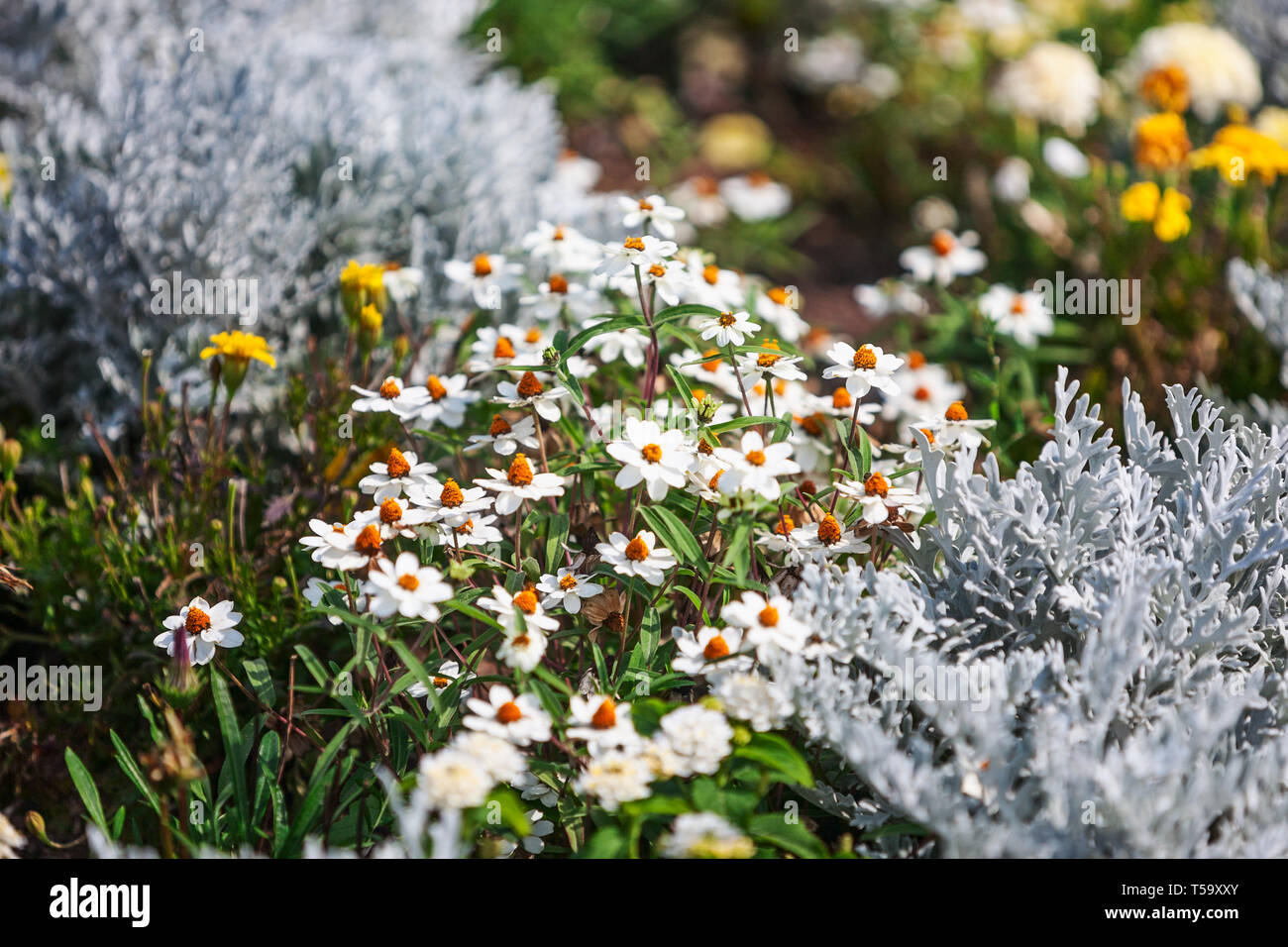 Jardin de fleurs en été blancs fleurs et plantes argent ragwort. Floral background, selective focus Banque D'Images