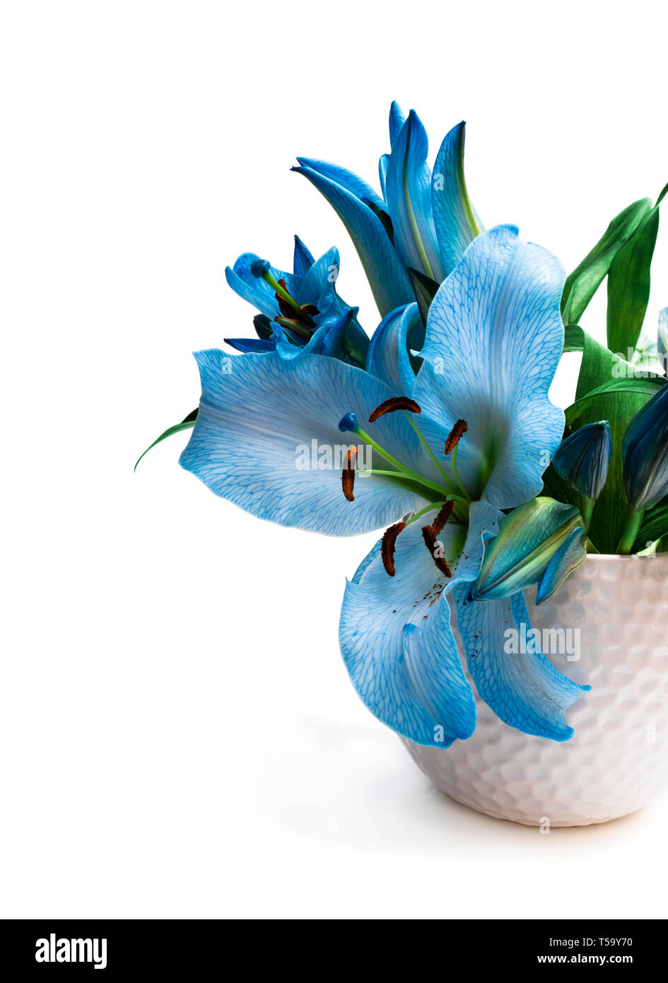 Bouquet fleurs lys bleu blanc isolé en pot Photo Stock - Alamy