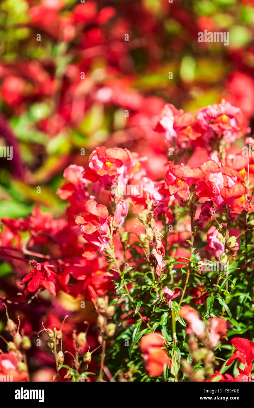 Fleur rouge jardin contexte en été. Parterre avec snapdragon, zinnia, sage et de l'herbe. Jardinage et paysage magnifique, selective focus Banque D'Images