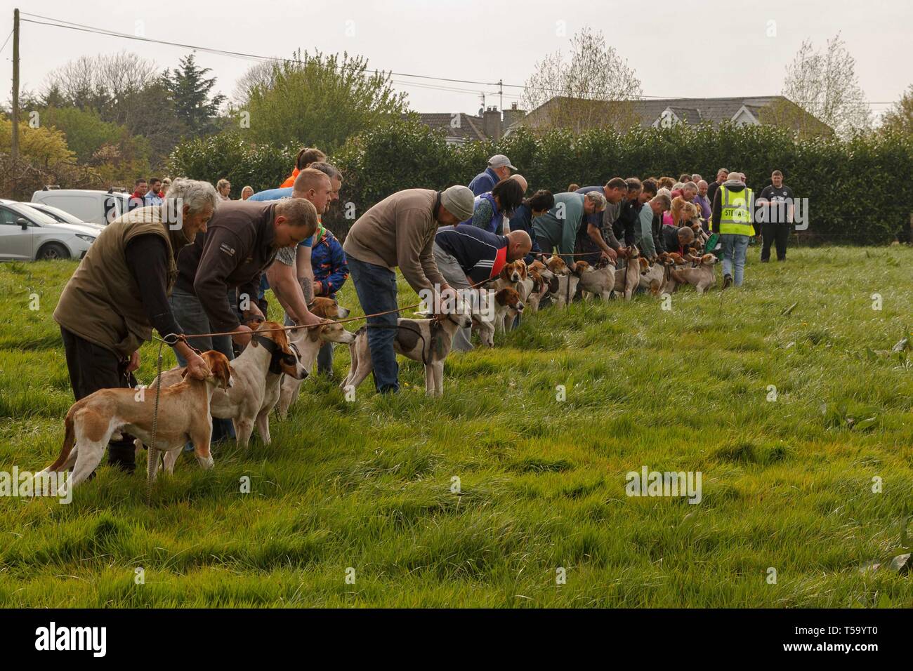 Cork, Irlande, le 22 avril, 2019. Lundi de Pâques Faites glisser Hunt, Killcully, Cork. Banque D'Images