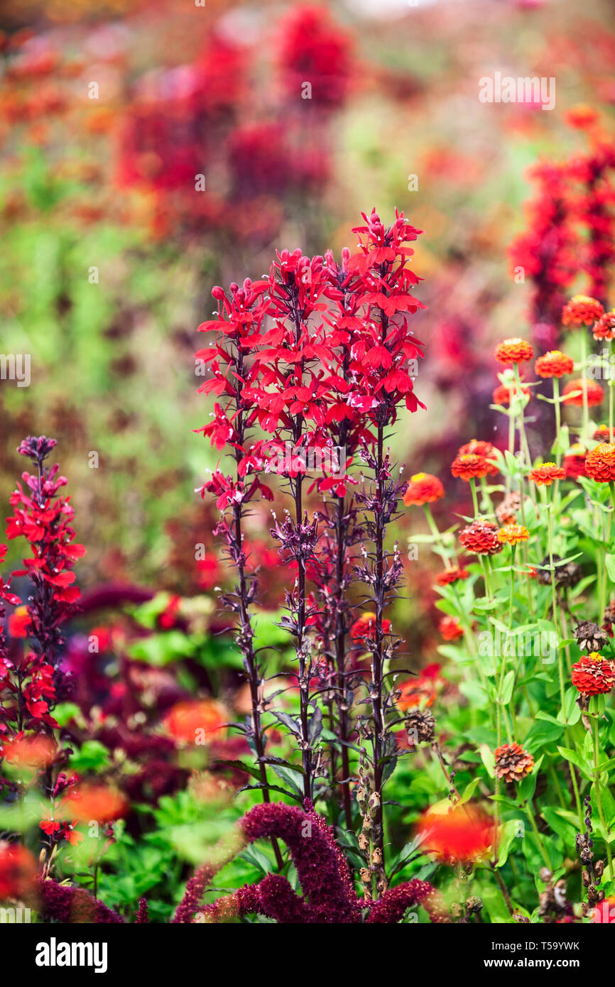 Fleur rouge jardin contexte en été. Parterre avec lobelia, zinnia et l'herbe. Jardinage et paysage magnifique, selective focus Banque D'Images