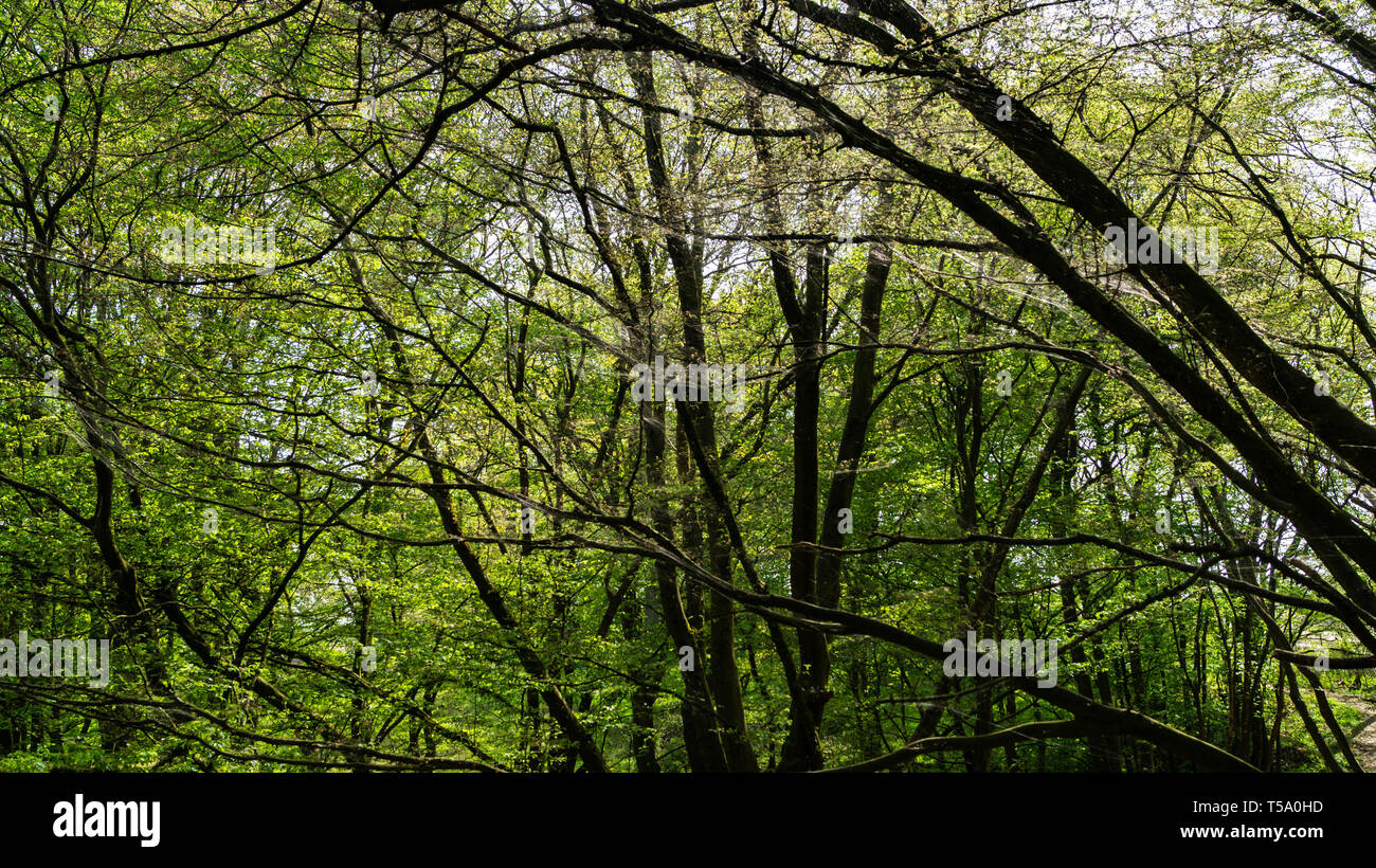 Larve arpenteuse d'soie, Bombyx chenilles, couvrant les arbres forestiers Banque D'Images