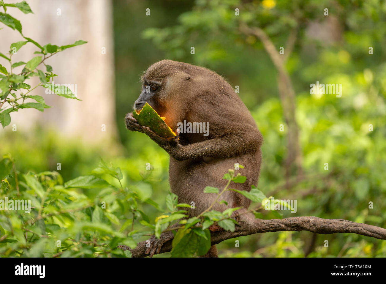 Foret juvénile monkey eating Banque D'Images