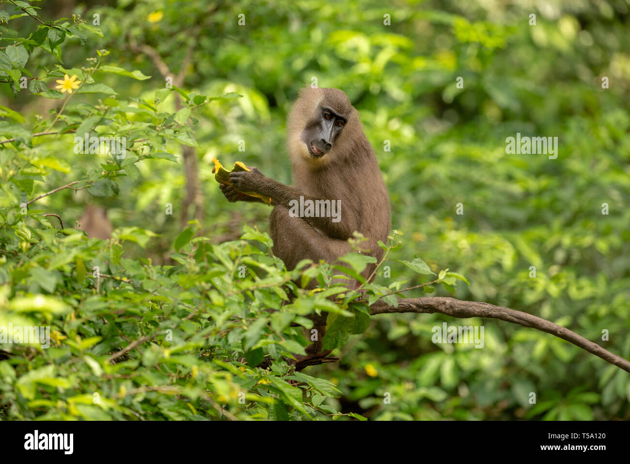 Foret juvénile monkey eating Banque D'Images