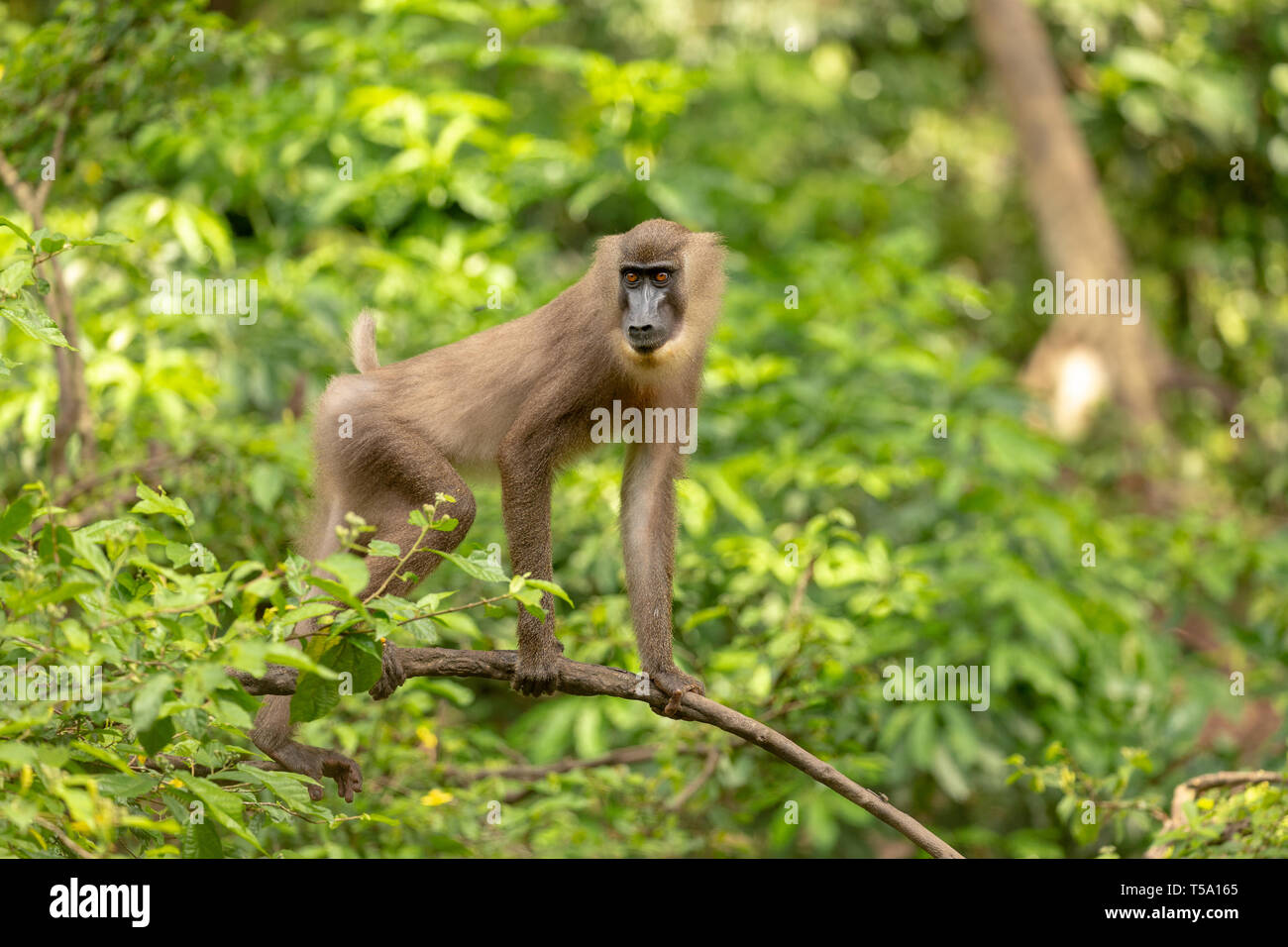 Singe foret juvénile Banque D'Images