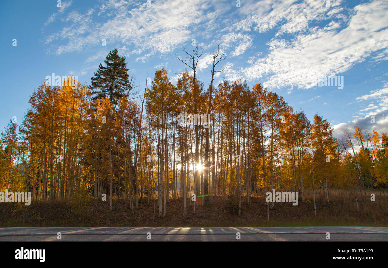 Soleil brille à travers les arbres tremble près de Durango, Colorado Banque D'Images