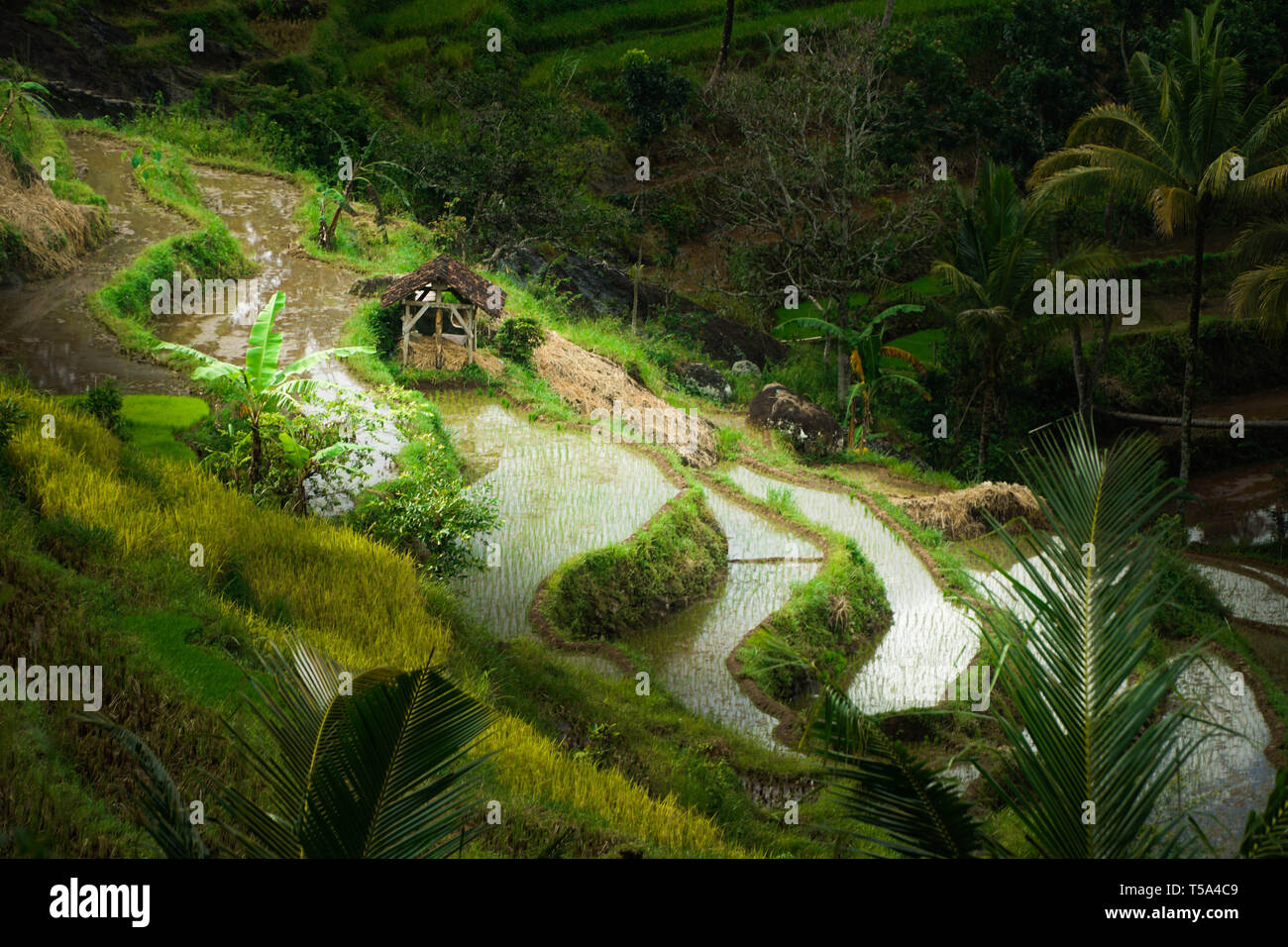 Des rizières de l'antenne, des terrasses de riz à Bali Banque D'Images