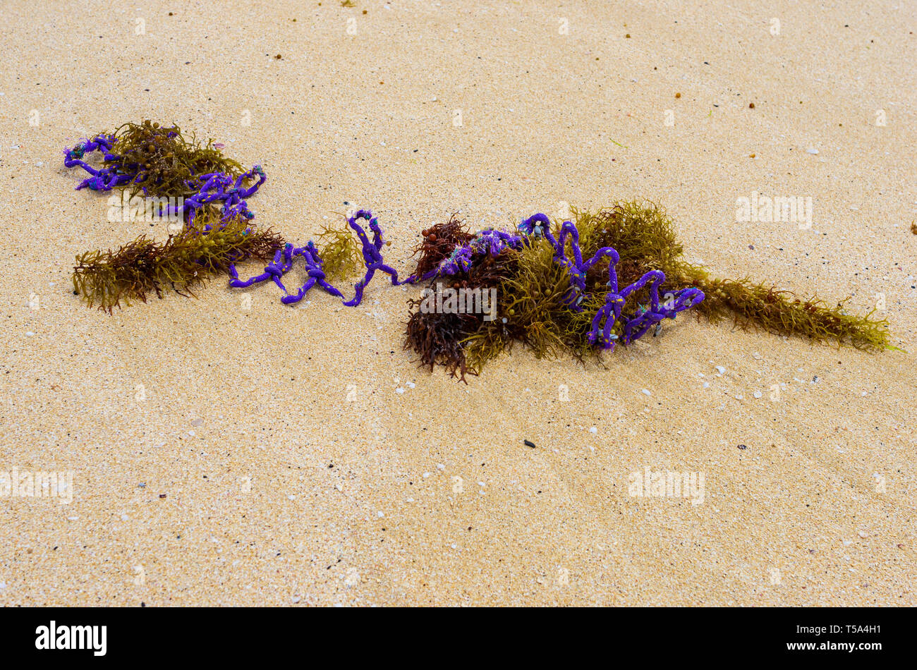 Les plastiques et les débris coincé dans une algue dans le sable apporté par le vent Banque D'Images