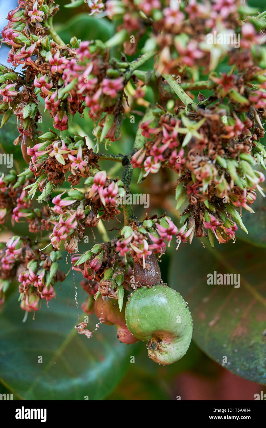 25-jan-2011-cajou poussant sur un arbre pousse cet extraordinaire fruit en dehors de l'Asie l'Inde Maharashtra Konkan dapoli Banque D'Images