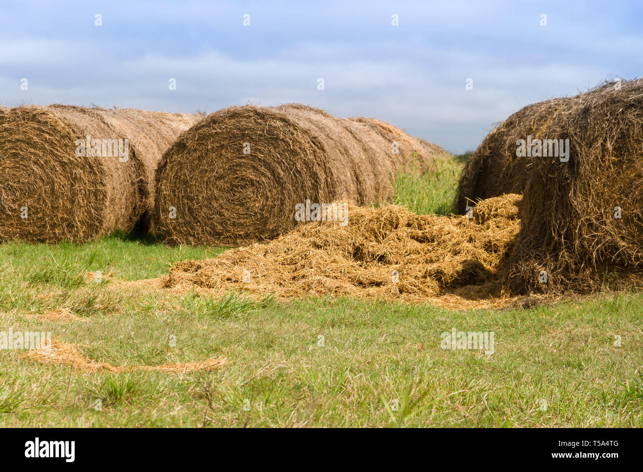 Scène agricole avec la luzerne roule dans la campagne argentine Banque D'Images