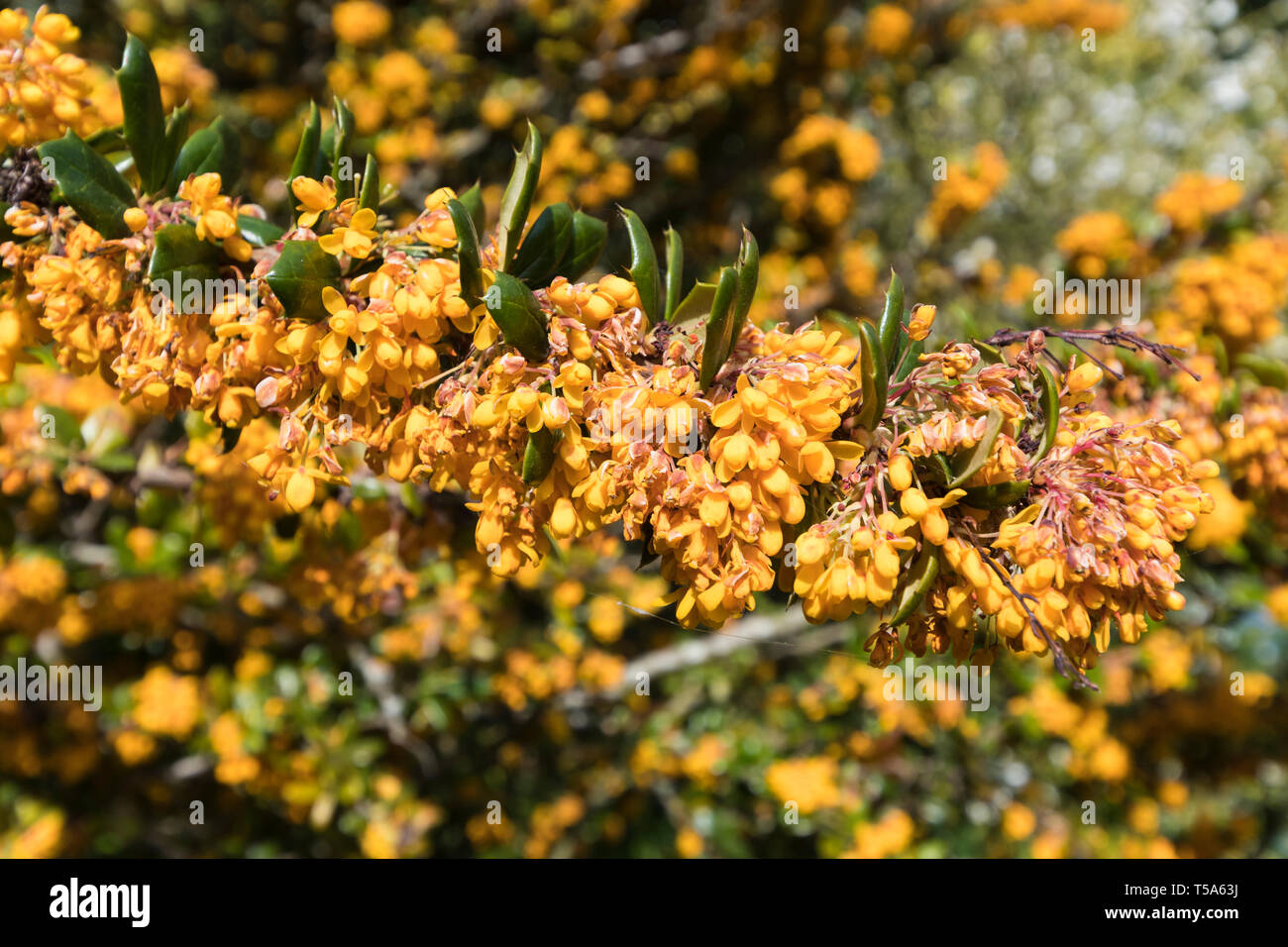 Berberis darwinii (Darwin's) de l'épine-vinette arbuste libre montrant des fleurs orange et feuilles dentées-rachis au printemps (avril) dans le West Sussex, Royaume-Uni. Banque D'Images