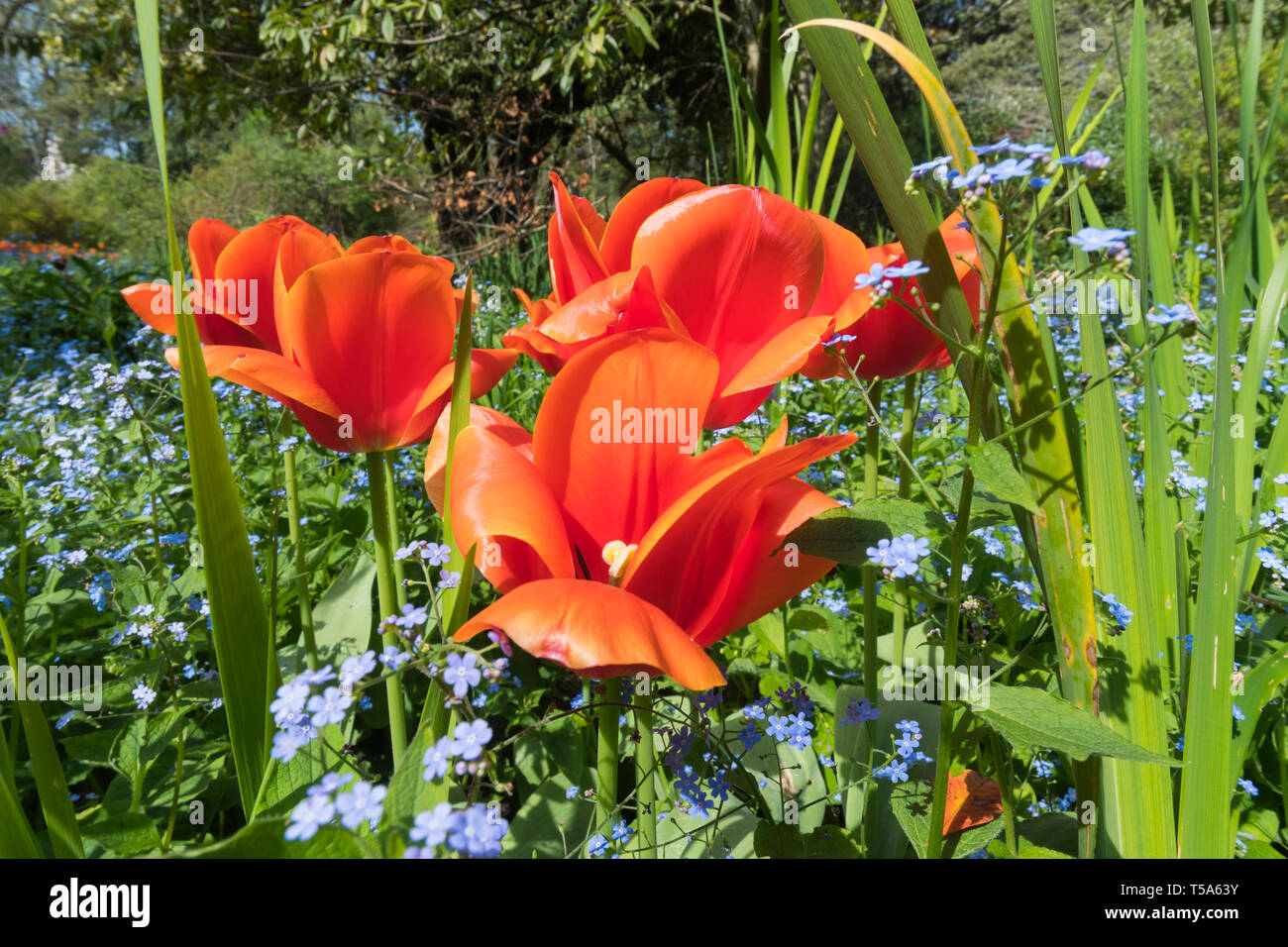 Tulipes rouges dans un jardin au printemps (avril) dans le West Sussex, Angleterre, Royaume-Uni. Banque D'Images