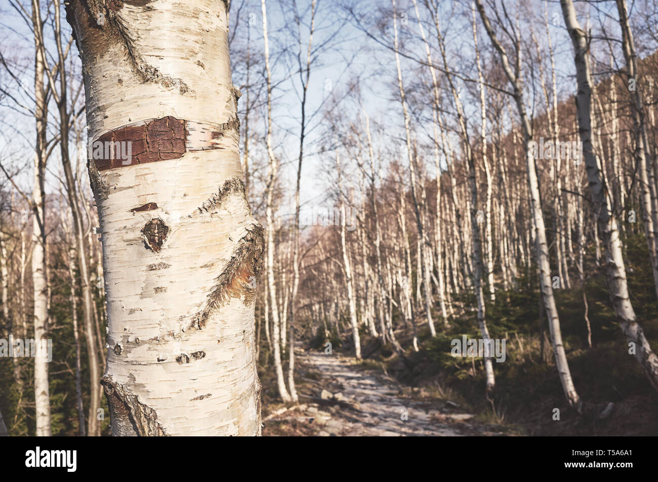 Close up photo d'un bouleau dans une forêt de montagne, selective focus, harmonisation des couleurs appliquées, le Parc National de Karkonosze, Pologne. Banque D'Images