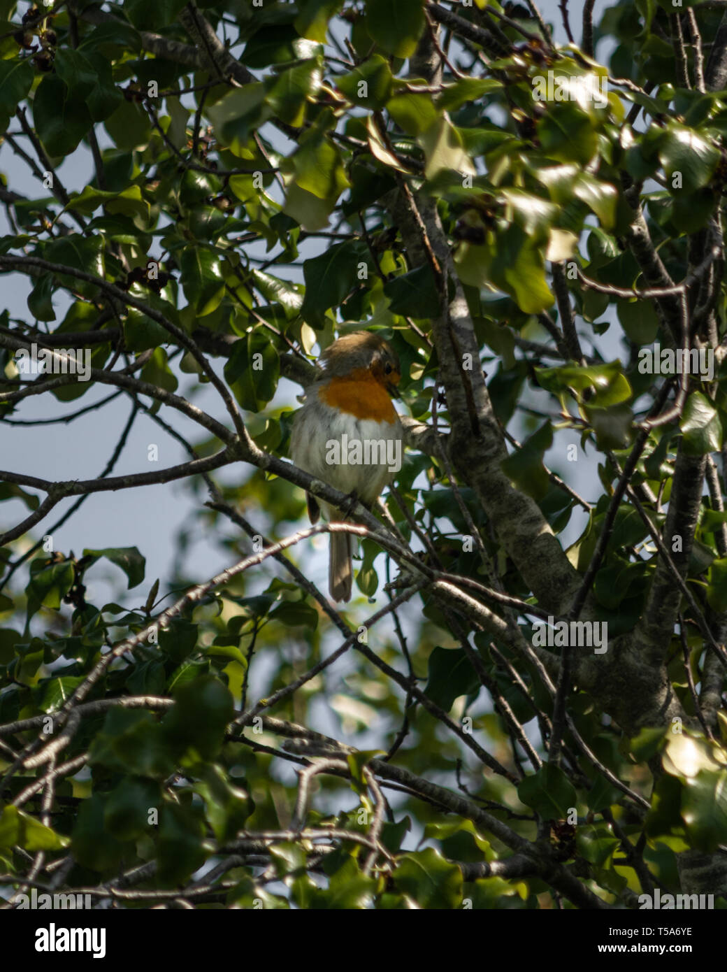 Un Européen Robin (Erithacus rubecula aux abords de chant) parmi les branches d'un arbre de Woodbury, l'est du Devon, Angleterre du Sud-Ouest, Royaume-Uni. Banque D'Images