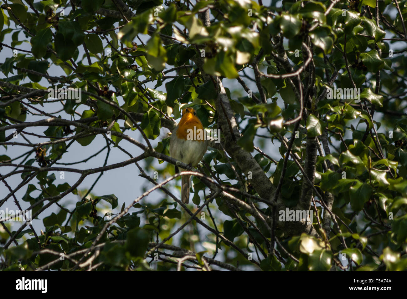 Un Européen Robin (Erithacus rubecula aux abords de chant) parmi les branches d'un arbre de Woodbury, l'est du Devon, Angleterre du Sud-Ouest, Royaume-Uni. Banque D'Images