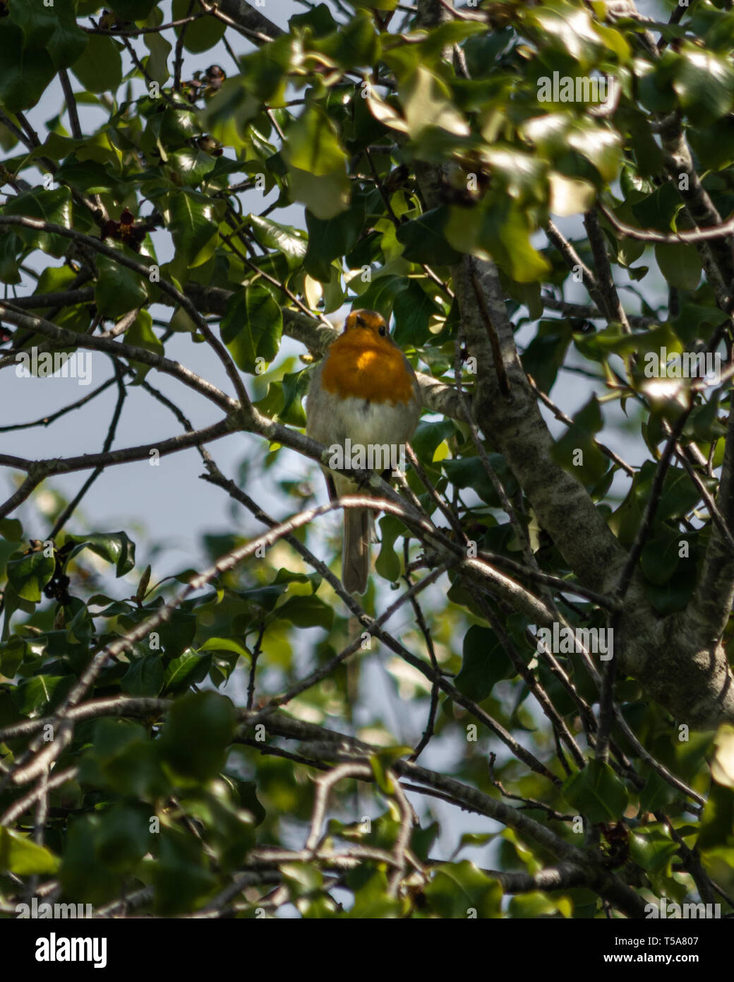 Un Européen Robin (Erithacus rubecula aux abords de chant) parmi les branches d'un arbre de Woodbury, l'est du Devon, Angleterre du Sud-Ouest, Royaume-Uni. Banque D'Images