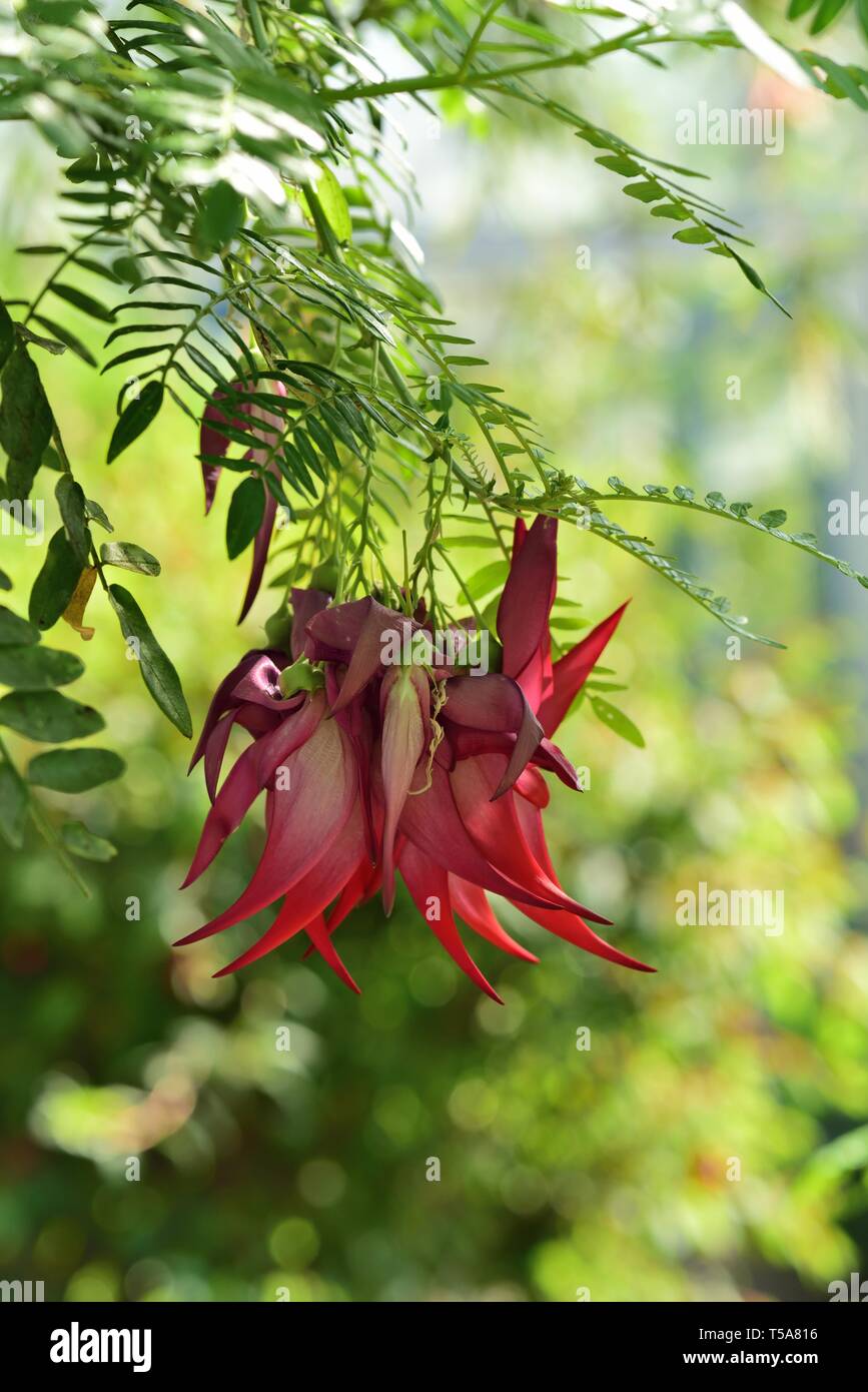 Fleurs rouge de la griffe de homard plante. Banque D'Images