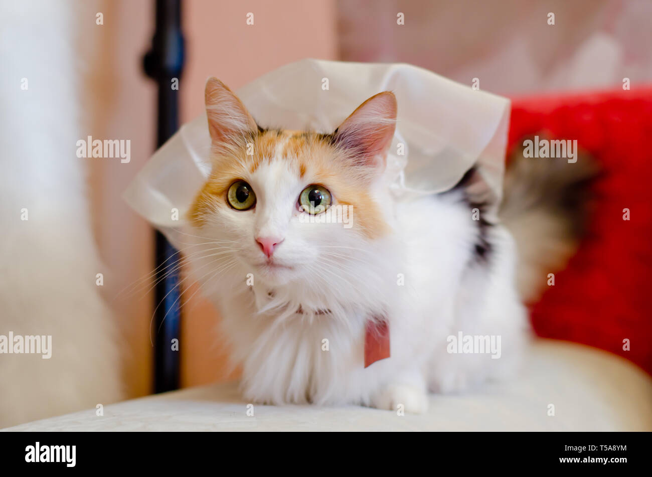 Beau petit chat multicolore dans un voile blanc Banque D'Images