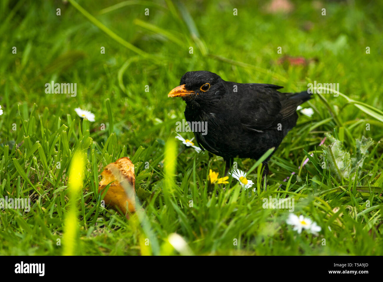 Eurasian Blackbird (Turdus merula) se nourrissant dans un jardin de Woodbury, l'est du Devon, Angleterre du Sud-Ouest, Royaume-Uni. Banque D'Images