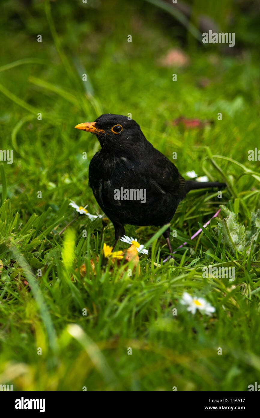 Eurasian Blackbird (Turdus merula) se nourrissant dans un jardin de Woodbury, l'est du Devon, Angleterre du Sud-Ouest, Royaume-Uni. Banque D'Images