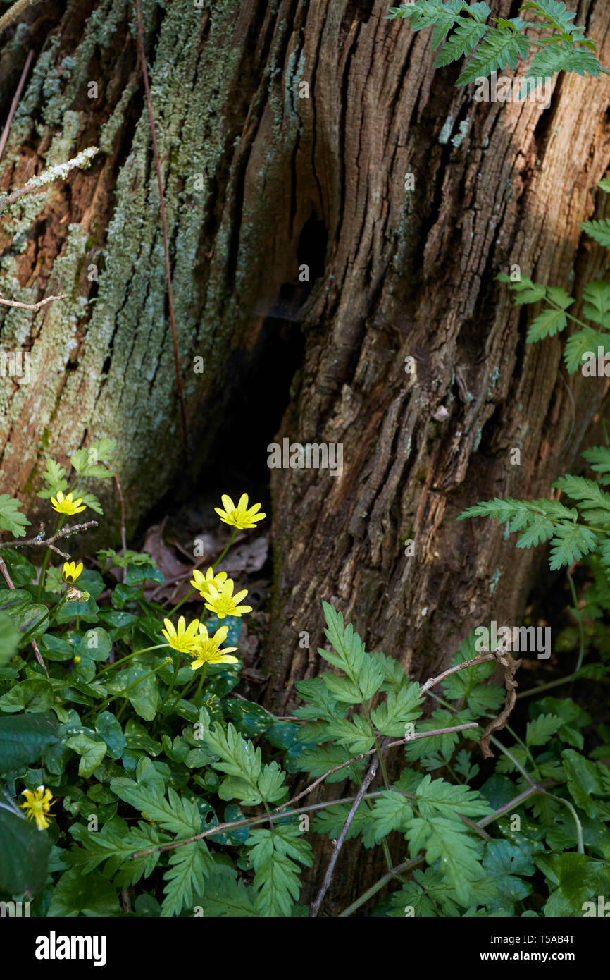 Chélidoine moindre sur un plancher de bois nature résumé dans un printemps Anglais Banque D'Images