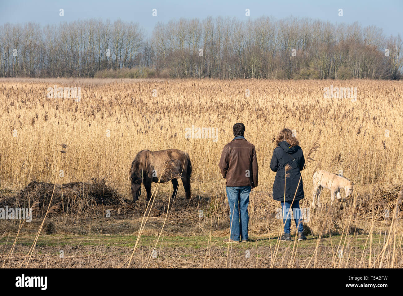 Couple à la recherche d'konikhorse avec poulain en néerlandais National Park Banque D'Images