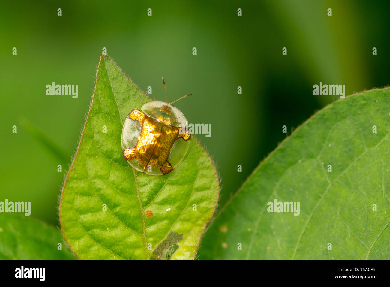 Tortue d'or à l'extérieur de l'insecte photographié c'est indigène, cet individu a été photographié au Nigeria Banque D'Images