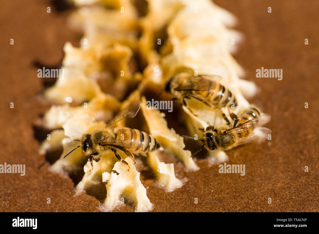 Maple Valley, Washington, USA. Les abeilles sur la cire sur le couvercle d'une ruche de démarrage. La cire est formé par les ouvrières, qui sécrètent de 8 W Banque D'Images