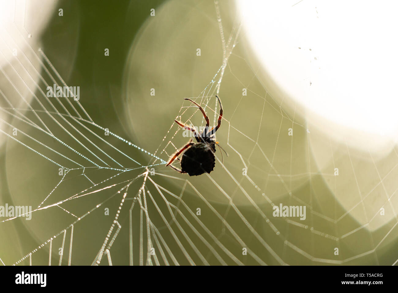 Araignée silhouetée avec bokeh brillant en arrière-plan Banque D'Images