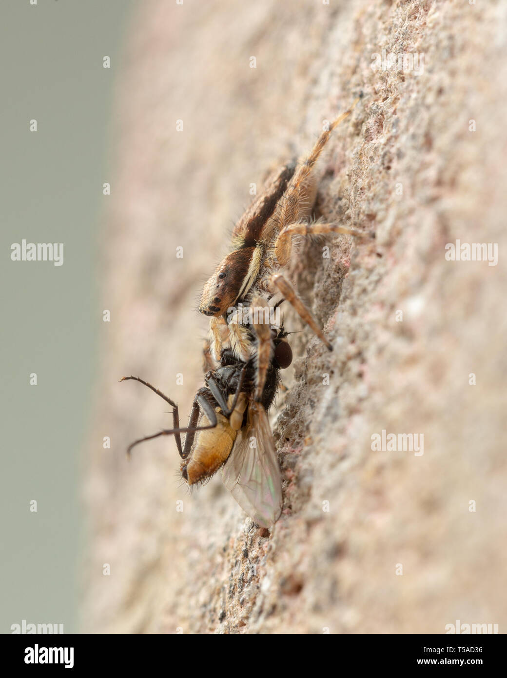 Araignée sauteuse avec les proies, attrapé une mouche domestique Banque D'Images