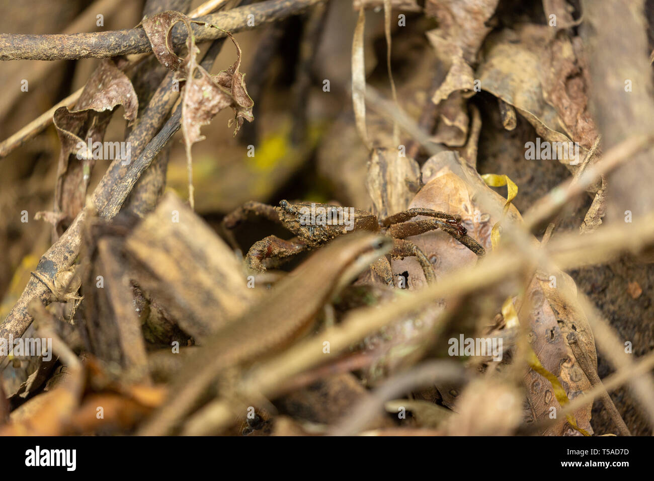 Crabe de forêt d'eau douce camouflé sur le fond de la forêt dans la litière de feuilles Banque D'Images