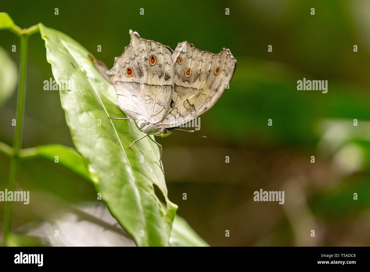 Papillon perché sur une feuille Banque D'Images