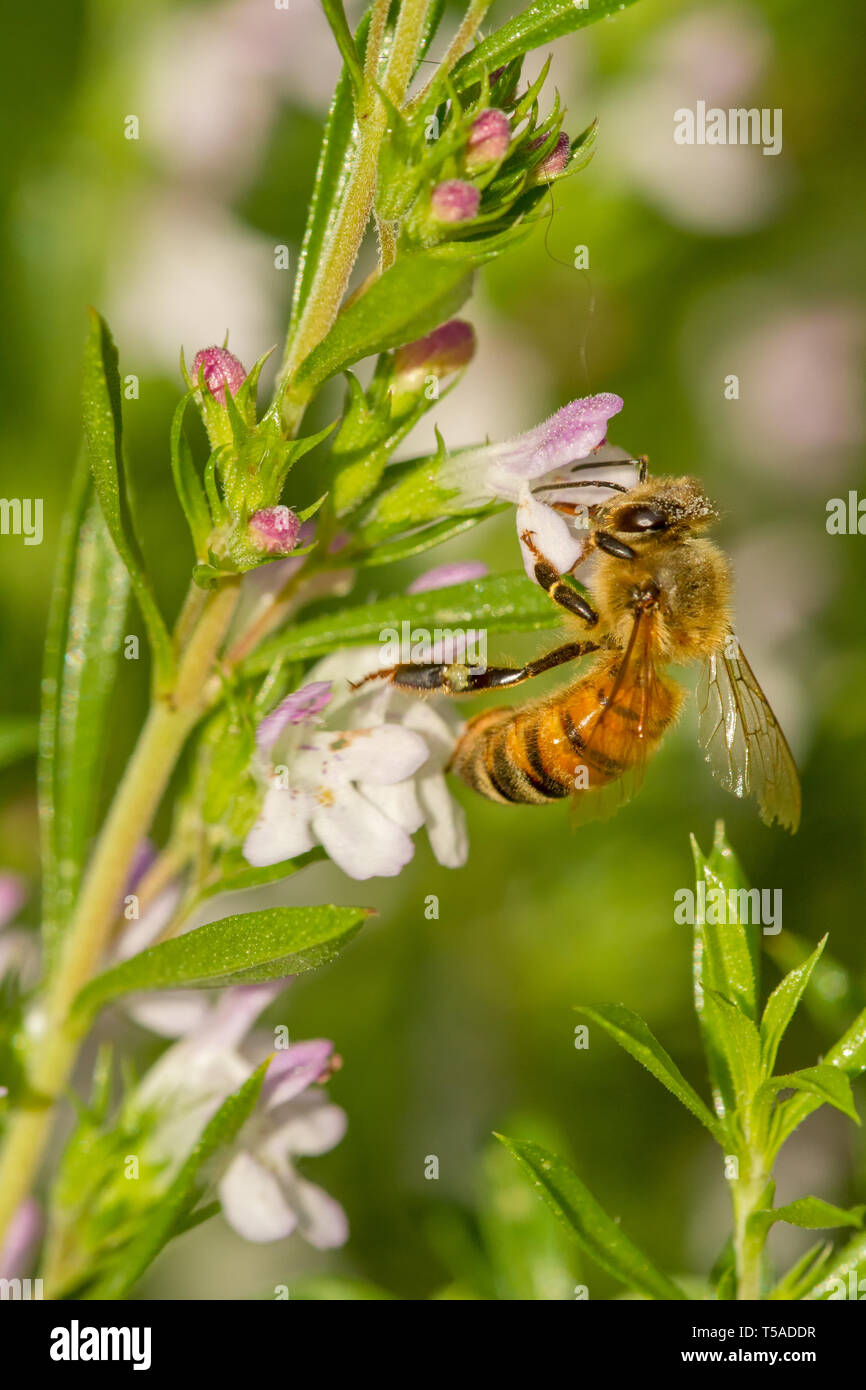 Sammamish, Washington, USA. La pollinisation des abeilles aux fines herbes d'hiver. Son parfum aromatique repousse les insectes nuisibles et les ravageurs tout en attirant les abeilles et o Banque D'Images