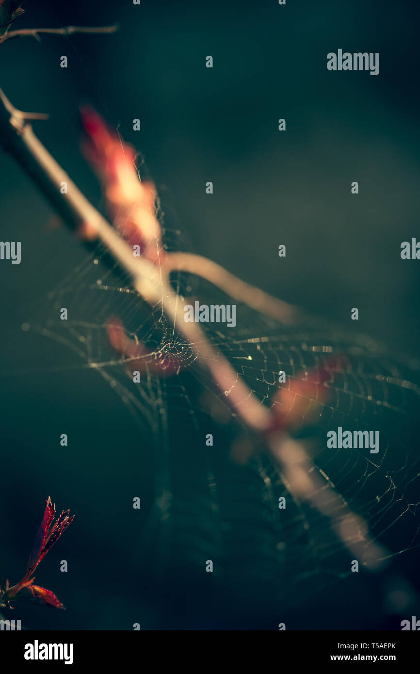 Close up of spider web avec arrière-plan flou Banque D'Images