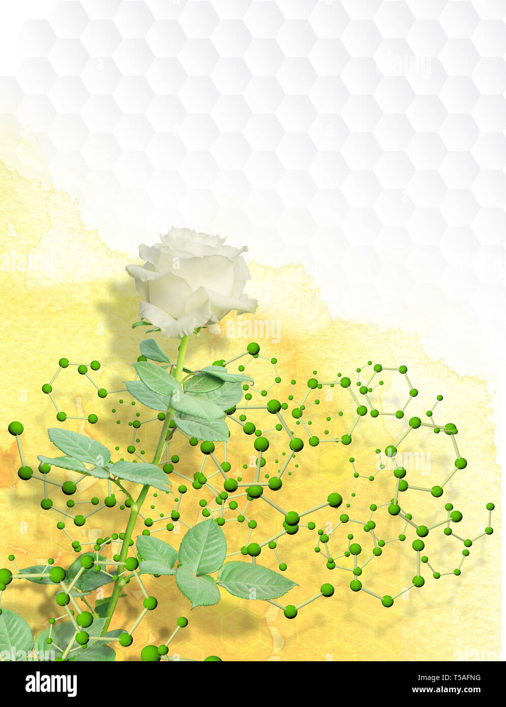 Photomontage de rose blanche avec longue tige enveloppée dans une structure de molécules avec des sphères vertes sur un fond d'aquarelle jaune sur fond blanc hexagones Banque D'Images