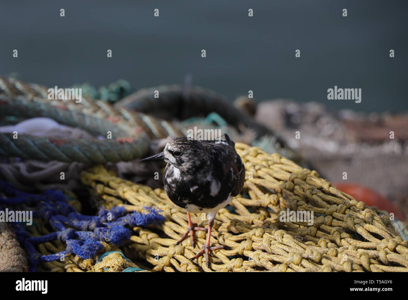 Port de Brixham Banque D'Images