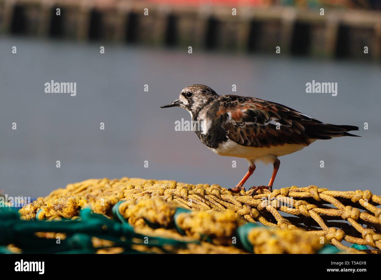 Port de Brixham Banque D'Images