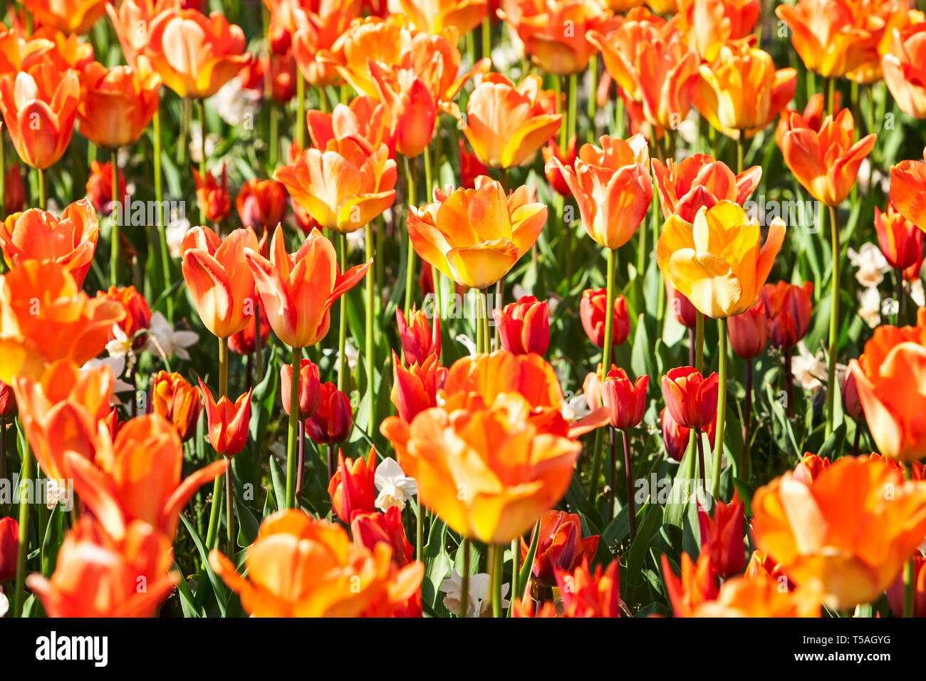 Jardin de fleurs de tulipes colorées contexte en été. Lit de fleurs avec de belles tulipes orange. Jardinage et paysage magnifique, selective focus Banque D'Images