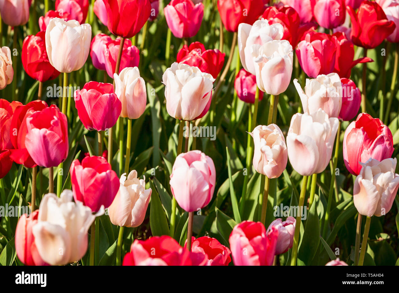 Jardin de fleurs de tulipes colorées contexte en été. Lit de fleurs avec de belles tulipes roses et blanches. Jardinage et paysage magnifique, selective focus Banque D'Images
