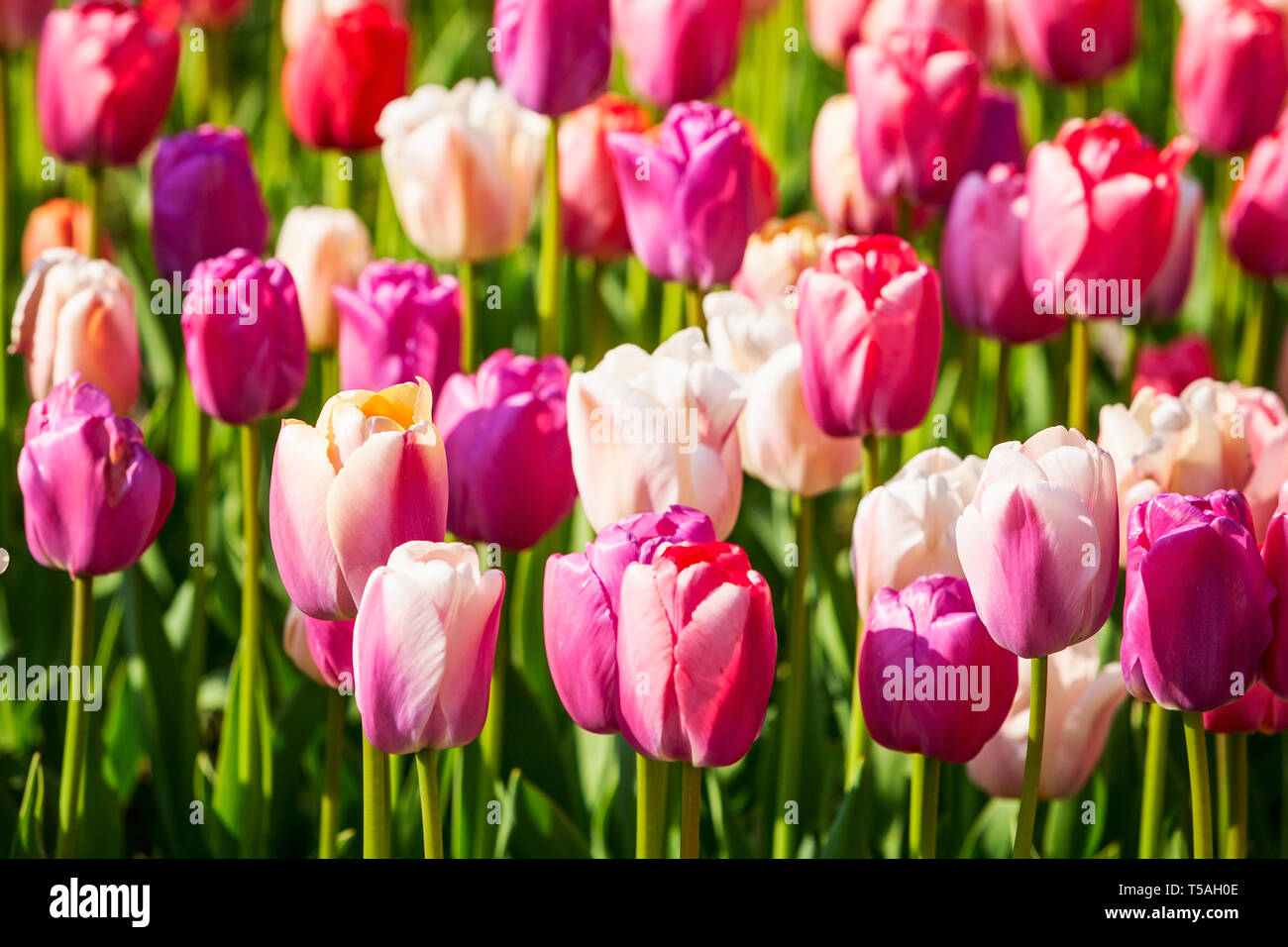 Jardin de fleurs de tulipes colorées contexte en été. Lit de fleurs avec de belles tulipes colorées. Jardinage et paysage magnifique, selective focus Banque D'Images