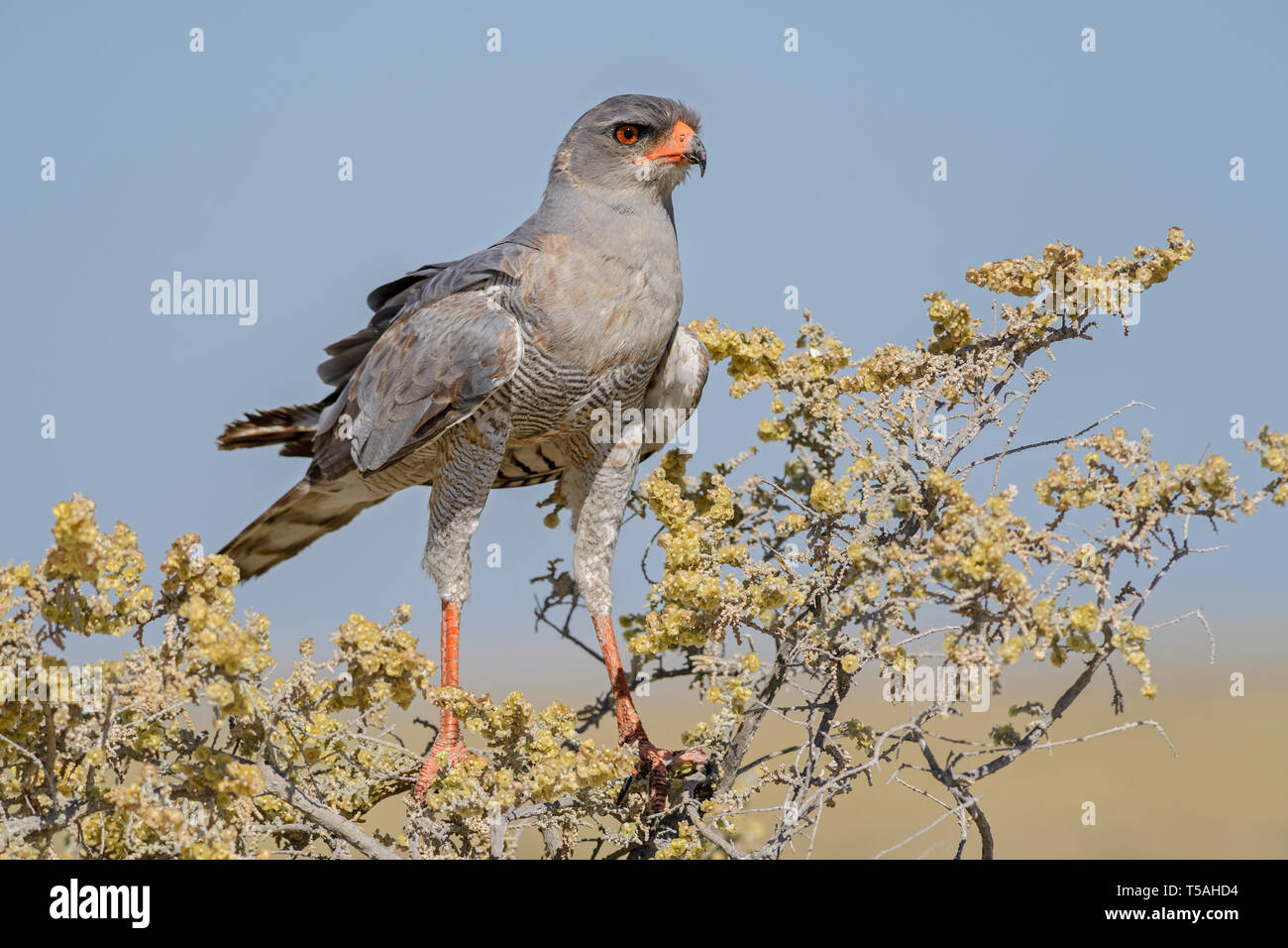 Chant-pâle autour des palombes - Melierax canorus, belle gray oiseau de proie de savanes africaines et les buissons, Etosha National Park, Namibie. Banque D'Images