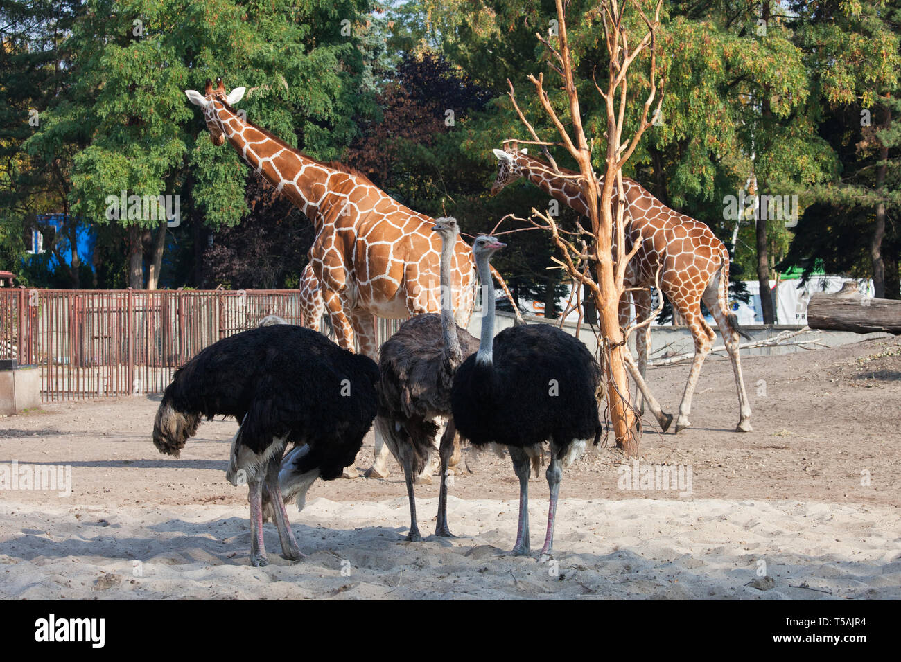 Autruche commune (Struthio camelus) et Girafe (Giraffa camelopardalis) ensemble dans l'enceinte du Zoo dans la ville de Wroclaw en Pologne Banque D'Images