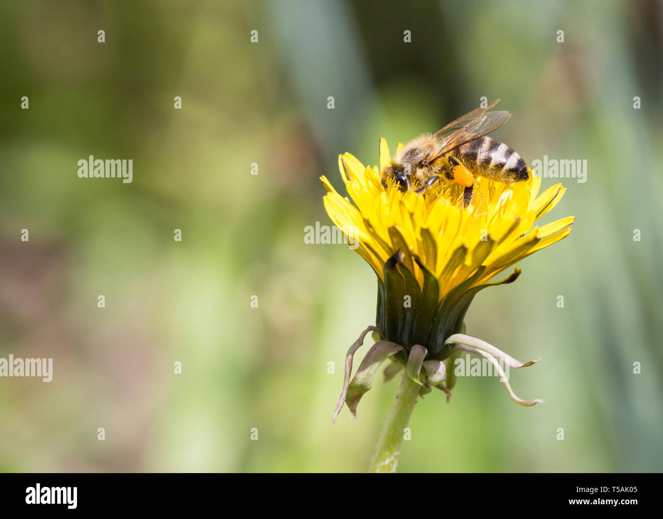 L'alimentation de l'abeille occupée sur le pissenlit. Banque D'Images