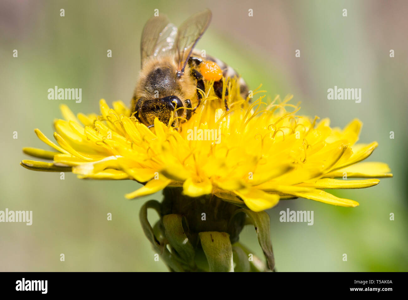 L'alimentation de l'abeille occupée sur le pissenlit. Banque D'Images