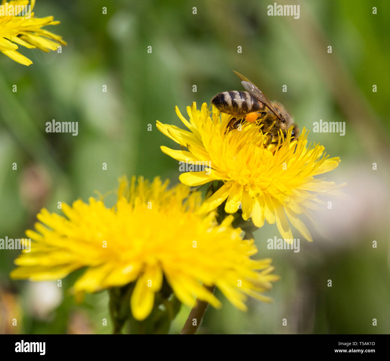 L'alimentation de l'abeille occupée sur le pissenlit. Banque D'Images