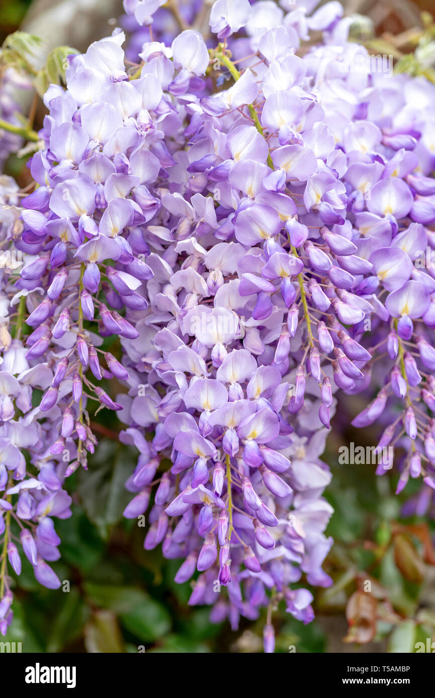Les fleurs de glycine Banque D'Images