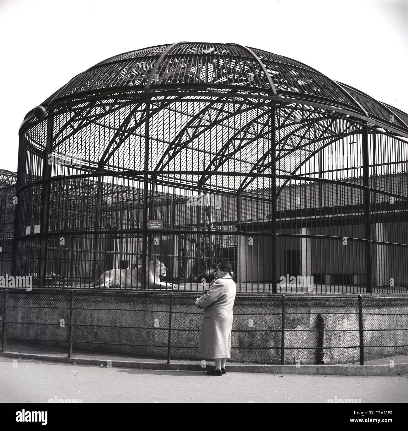 Années 1950, historiques, le Zoo de Londres, une vue de la cage en fer forgé décoratif de la Lion House, nous voyons une dame debout par un lion couché dans la cage, avec un petit signe sur les barres de l'enceinte de la lecture. "Ces animaux sont dangereuses." Banque D'Images