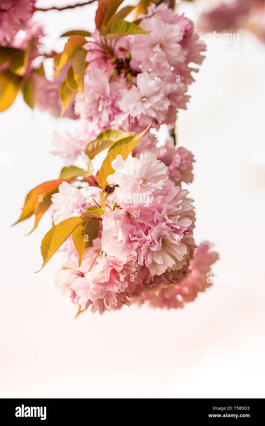 Close up of cherry blossom tree ou Sakura fleur arbre en fleurs dans le parc Herastrau, Roumanie. Les branches d'arbre en fleur magnifique Banque D'Images