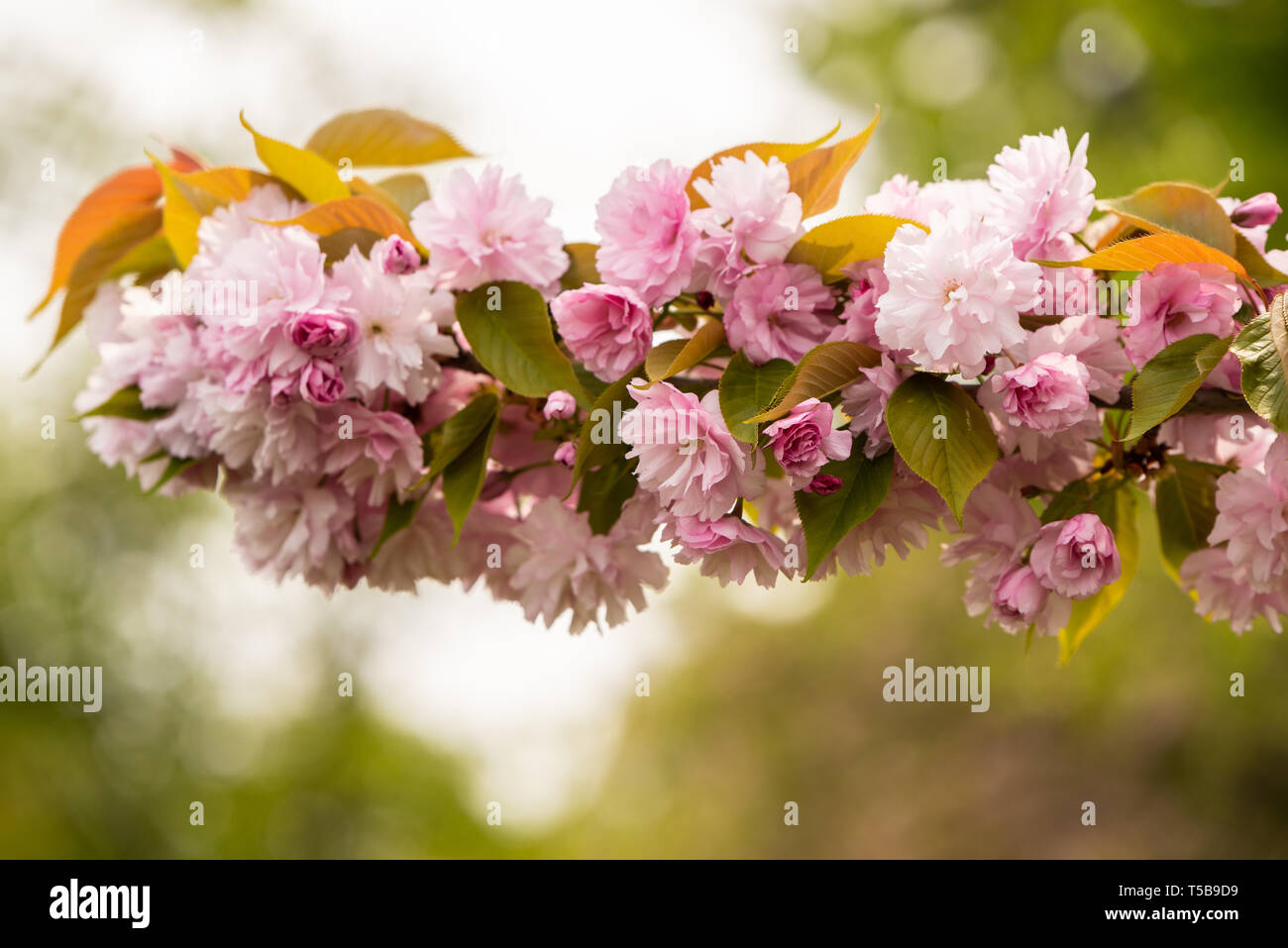 Close up of cherry blossom tree ou Sakura fleur arbre en fleurs dans le parc Herastrau, Roumanie. Les branches d'arbre en fleur magnifique Banque D'Images